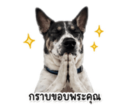 858337900