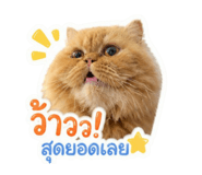 858341070