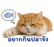 858346527