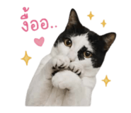 858352662