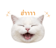 858361838