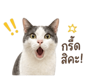 858370799