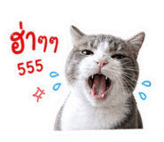 858375290