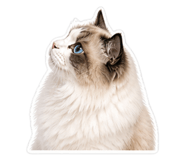 858377597