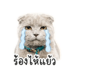 858398516
