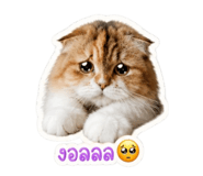 858411128