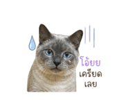 858420511