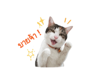 858429231