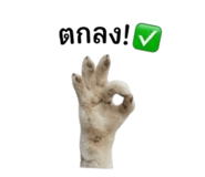 858431447