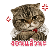 858431562