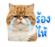 858431842