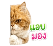 858431855