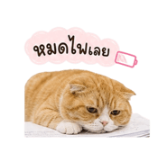 858434393