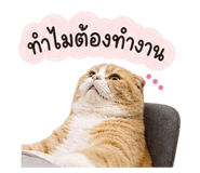 858434398