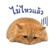 858440288