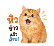 858440681