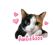 858442738