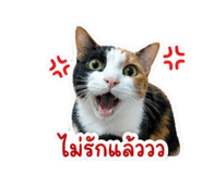 858442746