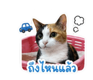 858442751