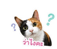 858442755