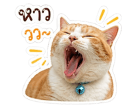 858442933