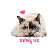858444058
