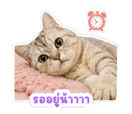 858444888