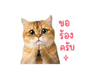 858452653