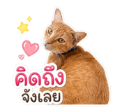 858453227