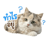 858454603