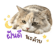 858454804