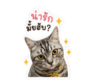 858455562
