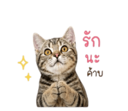 858456228