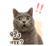 858463966