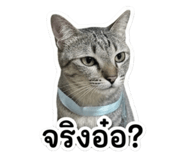 858466921