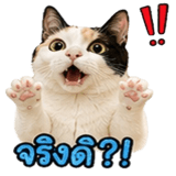 858482607