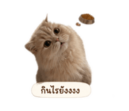 858484113