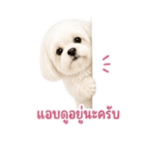 858489711