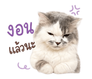 858493053