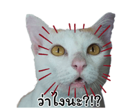 858495962