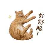 858560233