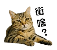 858560513