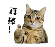 858560515