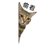 858560531