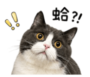 858568447