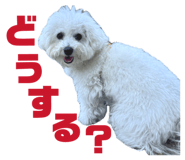 858574007
