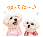 858575287