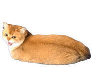 858589062