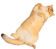 858589066