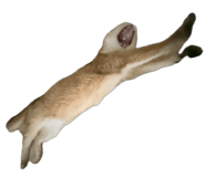 858589071